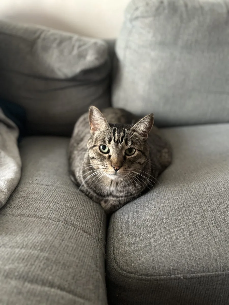 Link looking majestic