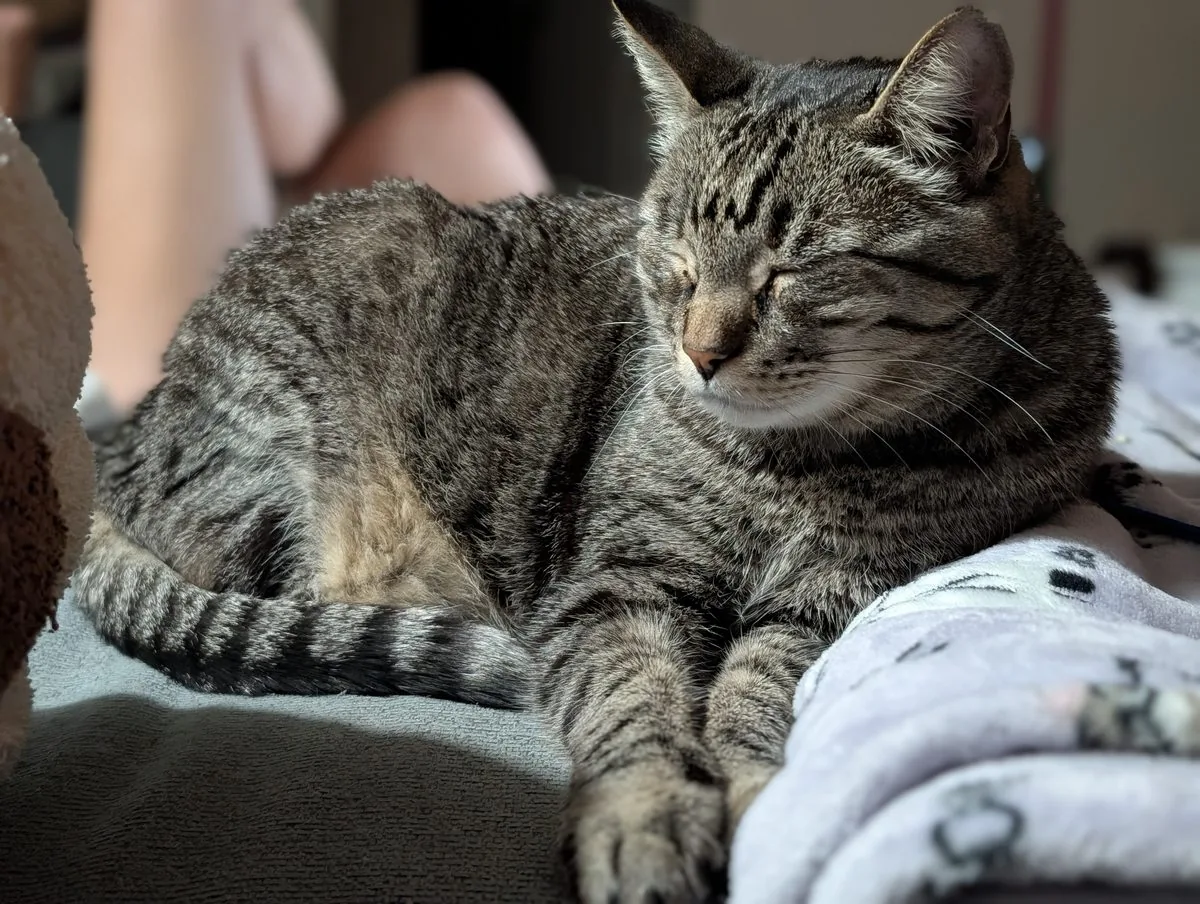 Link staring intently